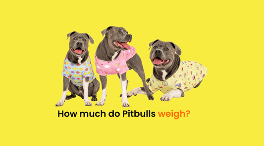 How much do pitbulls weigh written in front of three Amstaff dogs wearing Vibrant Hound shirts for dogs.