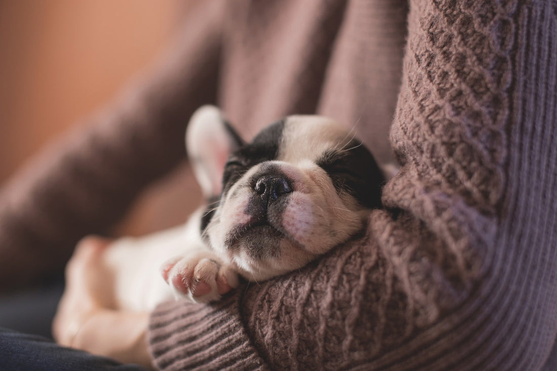 How much to feed a French Bulldog