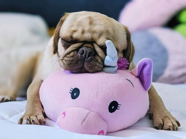 10 interesting facts about pugs and why we love them.