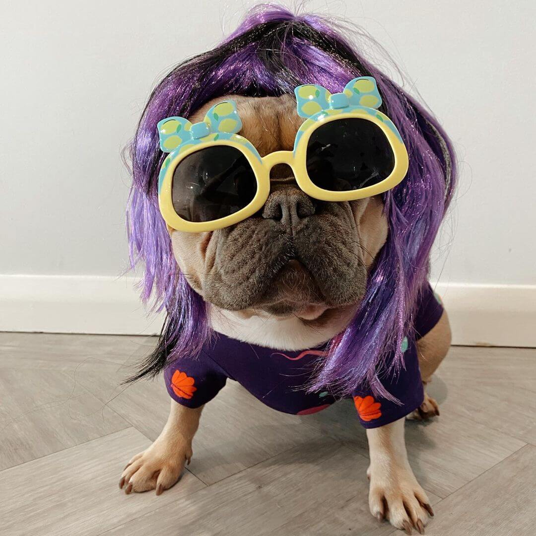 French bulldog wearing purple wig, yellow sunglasses, and a Vibrant Hound magic sea dog shirt which is purple with yellow fish and pink octopus printed on it.