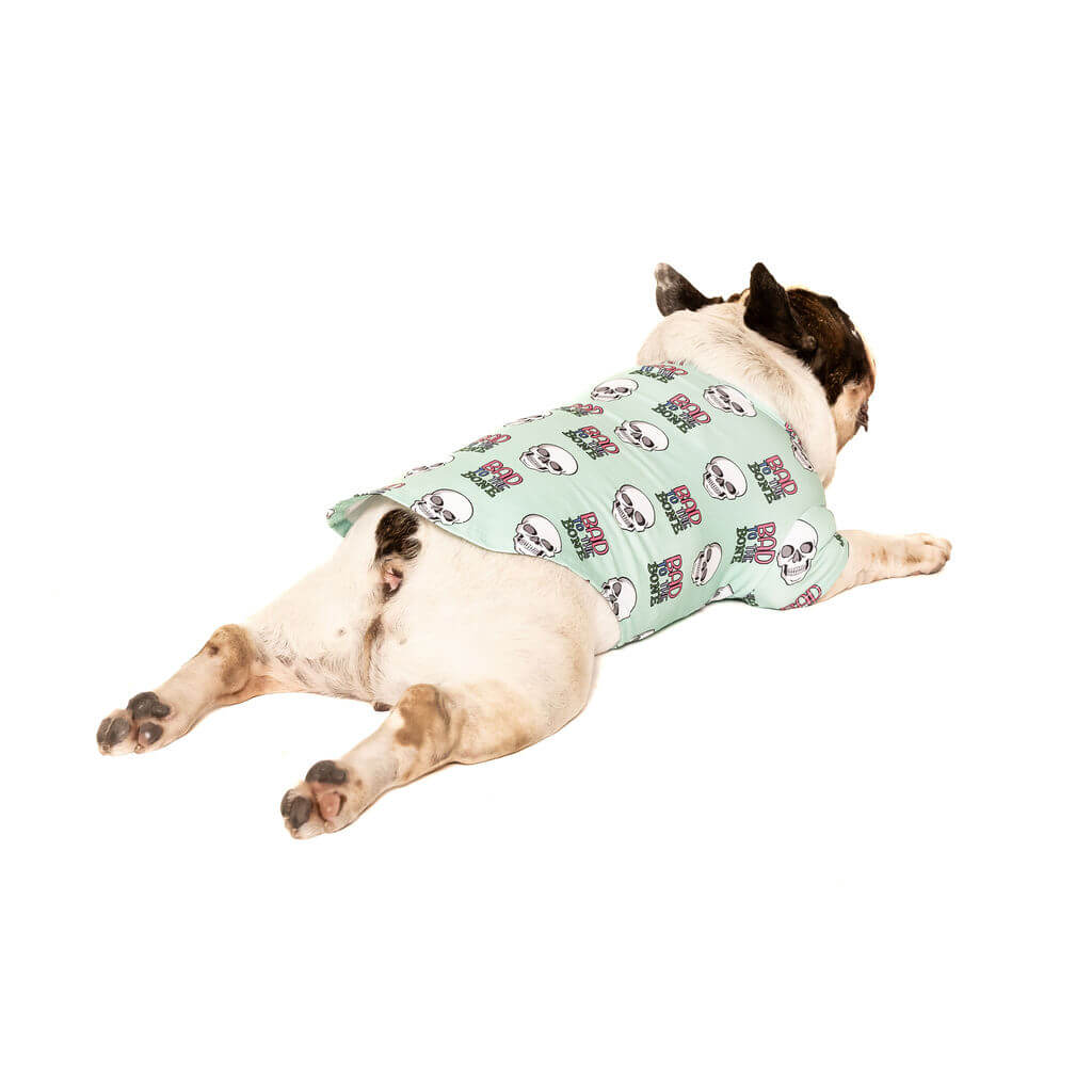 French Bulldog wearing Bad to the Bone Dog Shirt – mint green skull print dog clothing, comfortable stretch fit for everyday wear.
