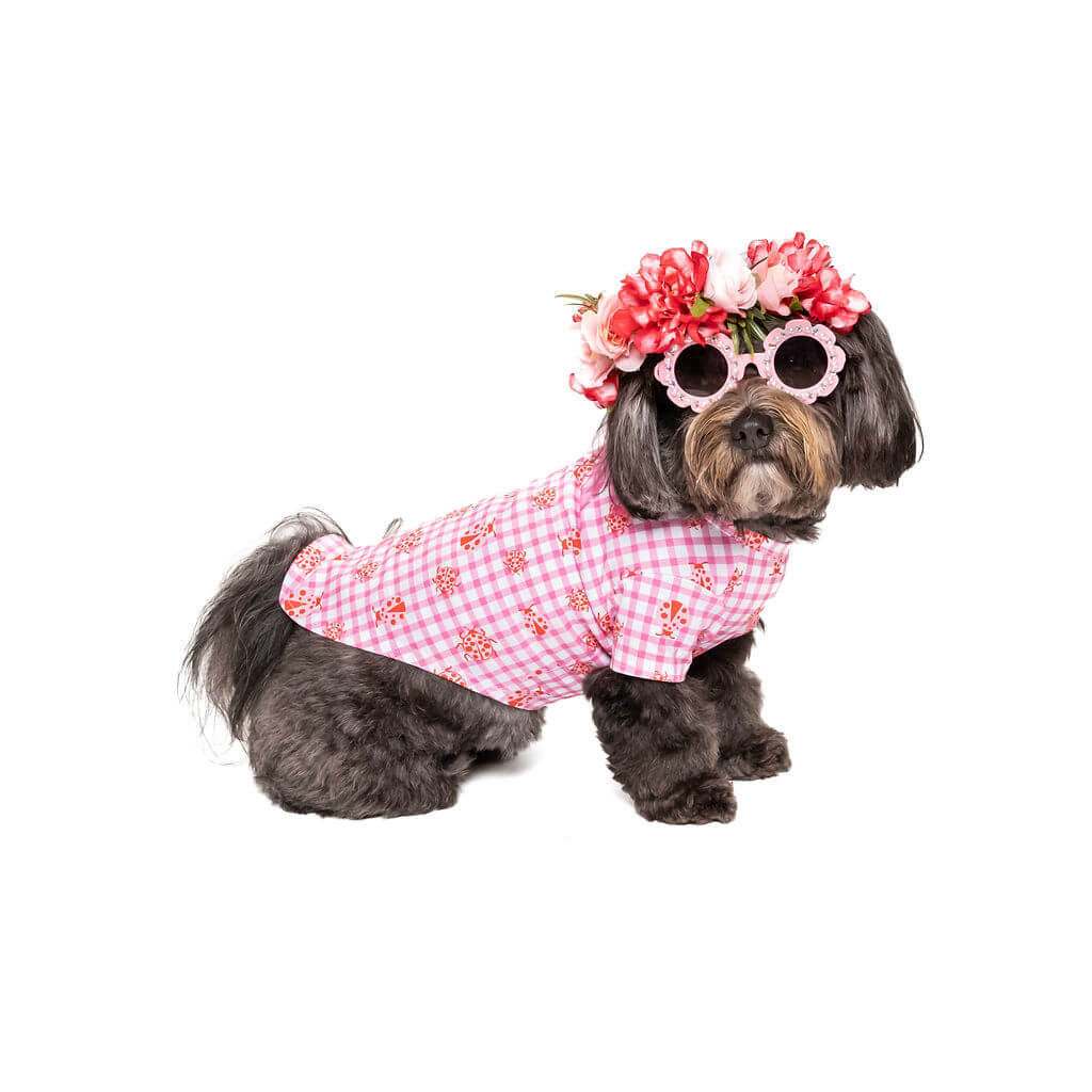 Small black Havanese dog wearing a pink gingham ladybug dog shirt, pink flower crown, and round pink sunglasses.