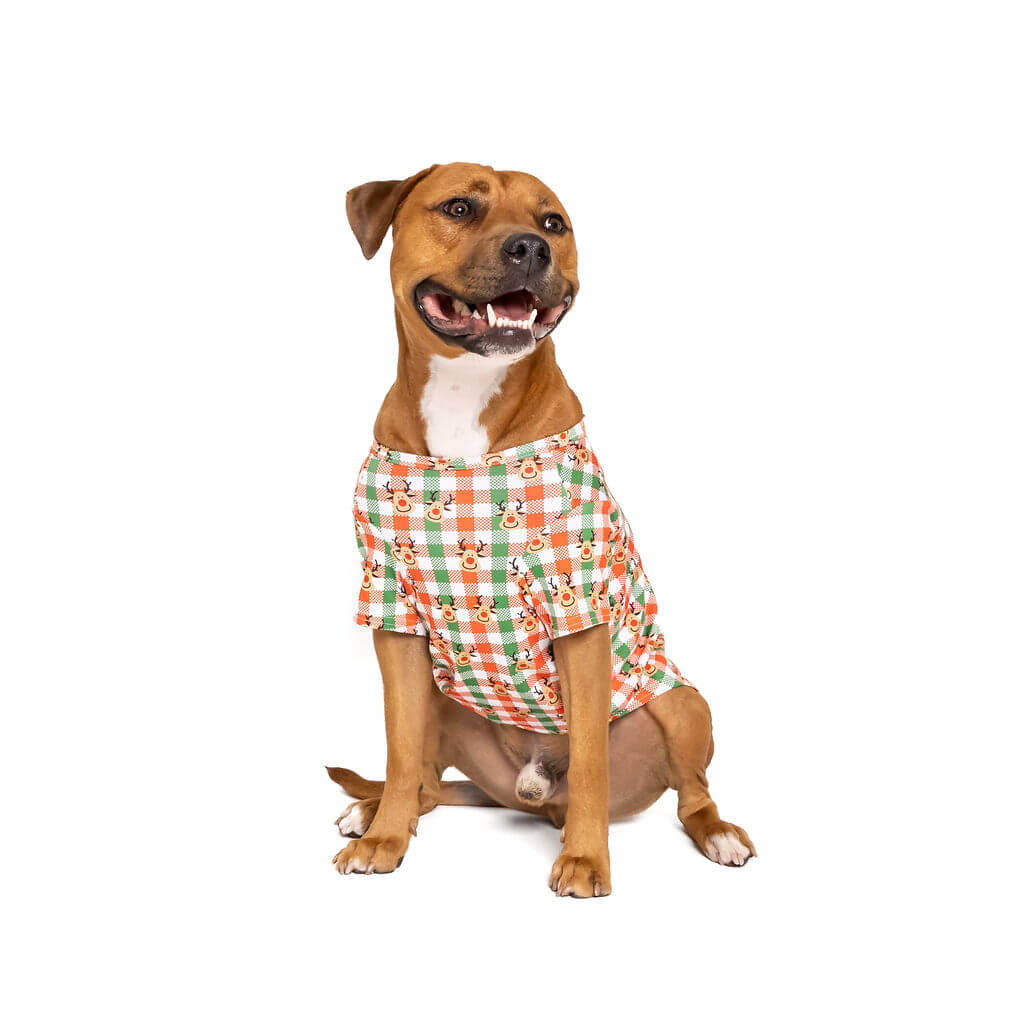 An American Staffy wearing a Vibrant Hound Reindeer Christmas shirt for dogs. The shirt has green, red, and white cheekers with reindeer printed on it.