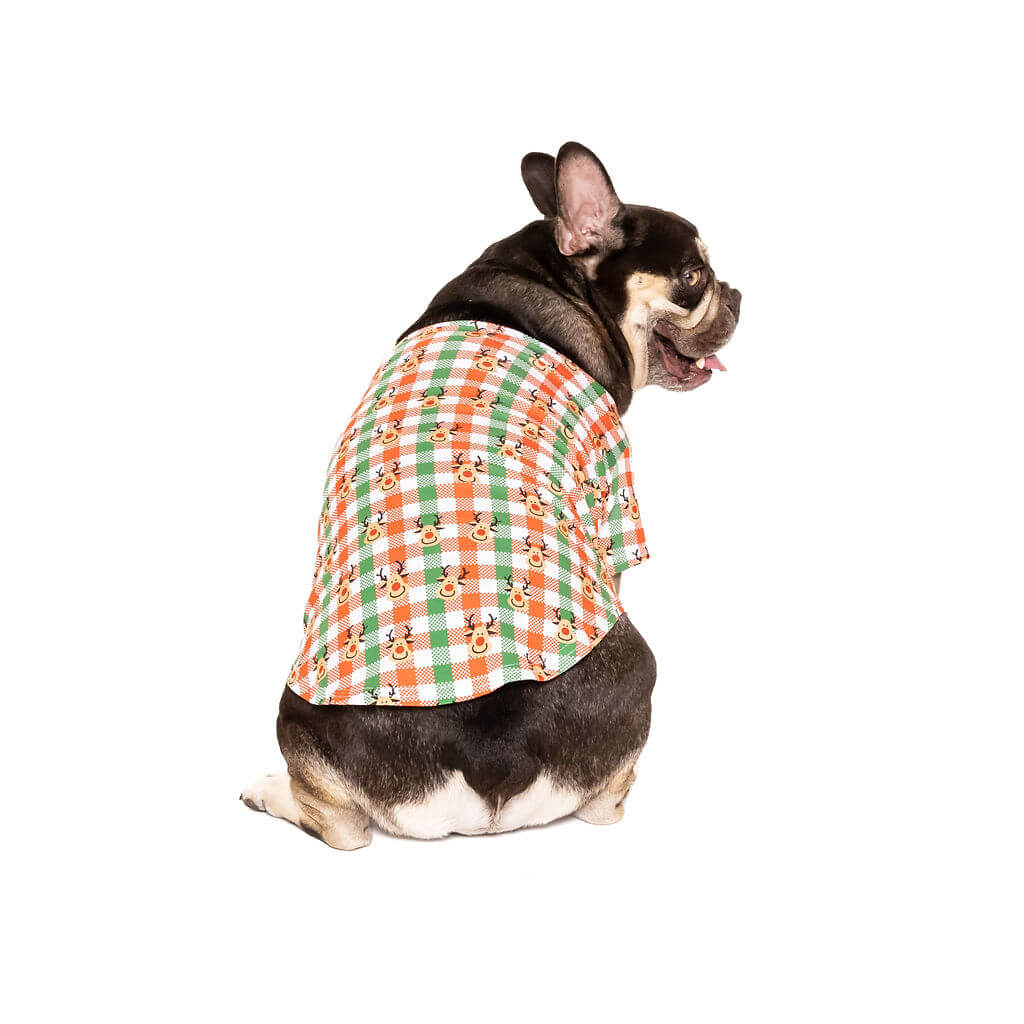 A Chocolate tan French Bulldog facing away wearing a Vibrant Hound Reindeer Christmas shirt for dogs. The shirt has green, red, and white cheekers with reindeer printed on it.