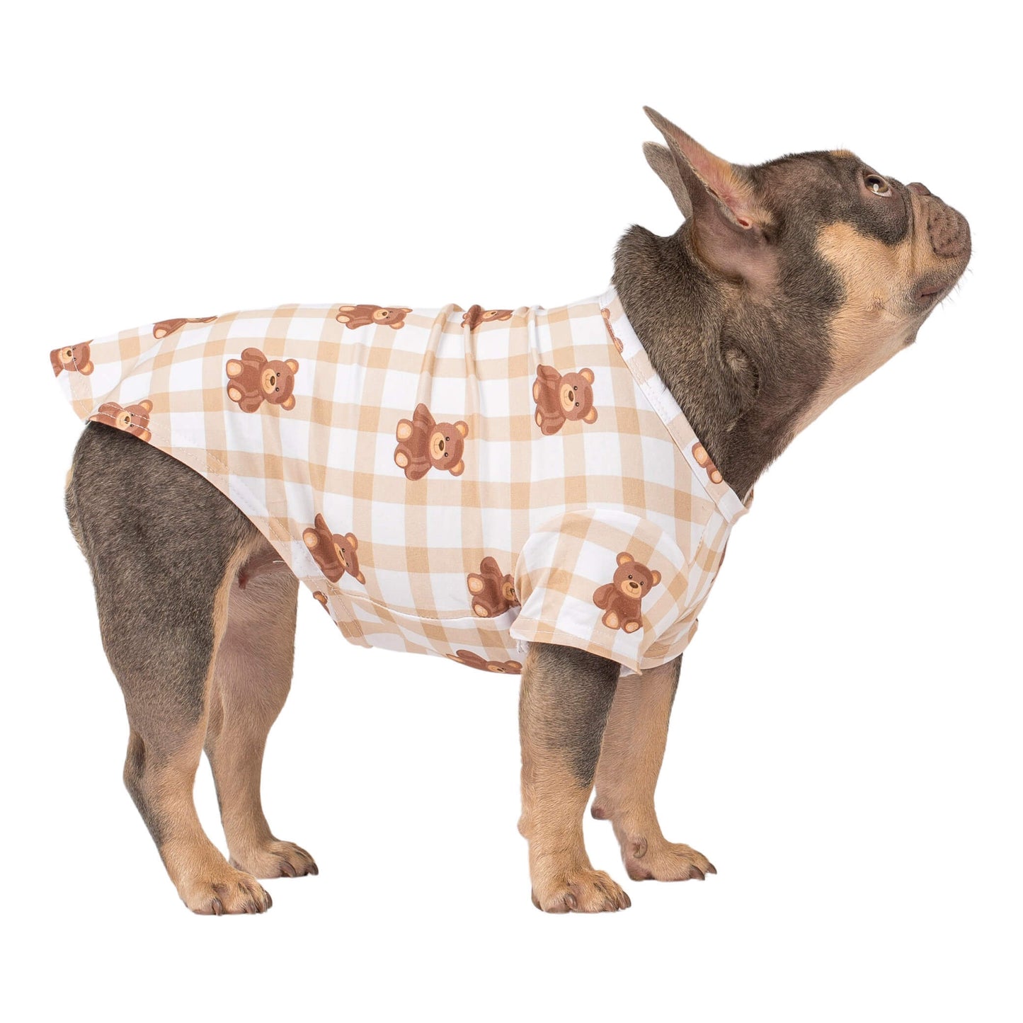 A Lilac Tan French Bulldog standing while wearing Vibrant Hounds Teddy Bear clothing for dogs. It is a Brown GIngham print with Teddy Bears printed on it.
