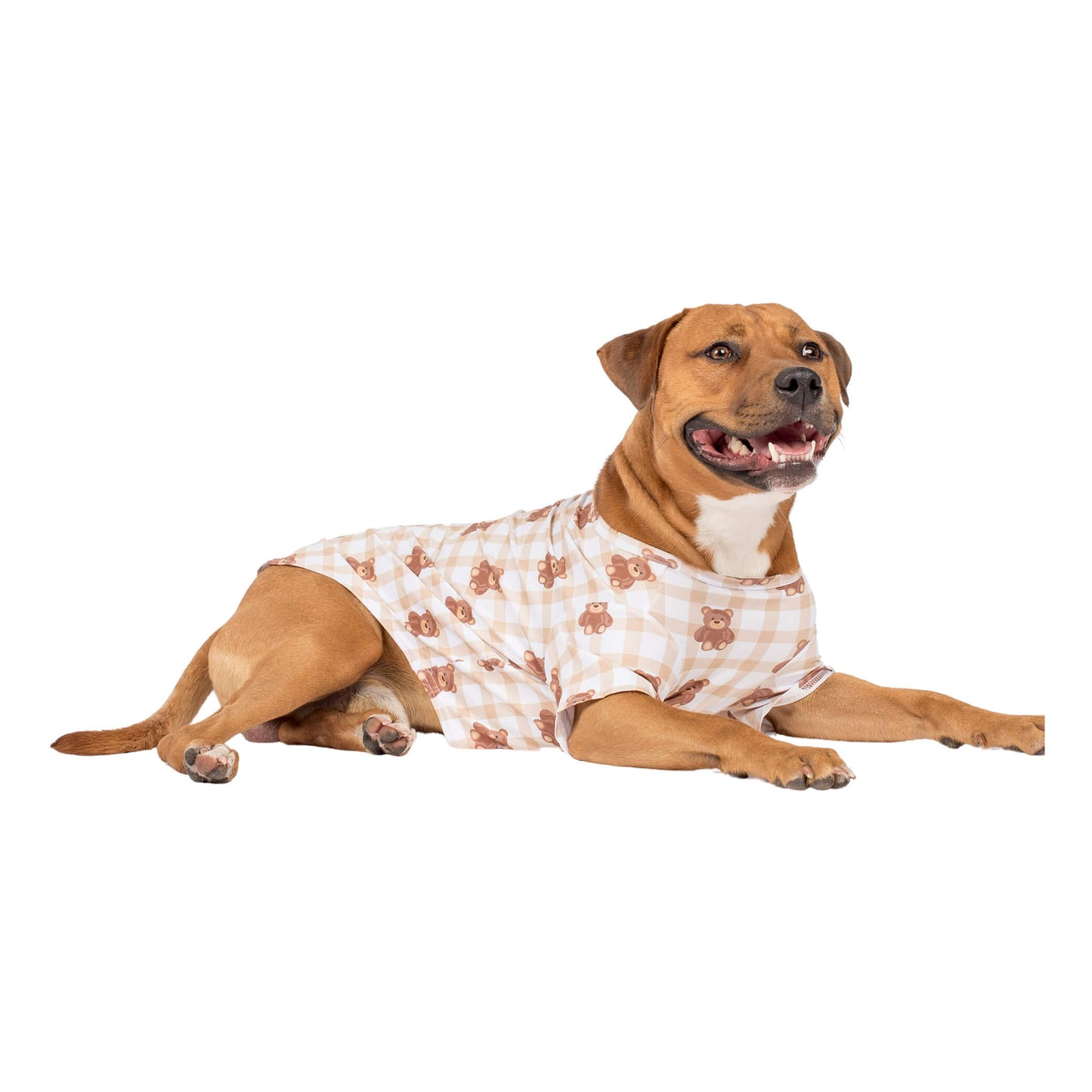 A Staffy wearing Vibrant Hounds Teddy Bear clothing for dogs. It is a Brown GIngham print with Teddy Bears printed on it.
