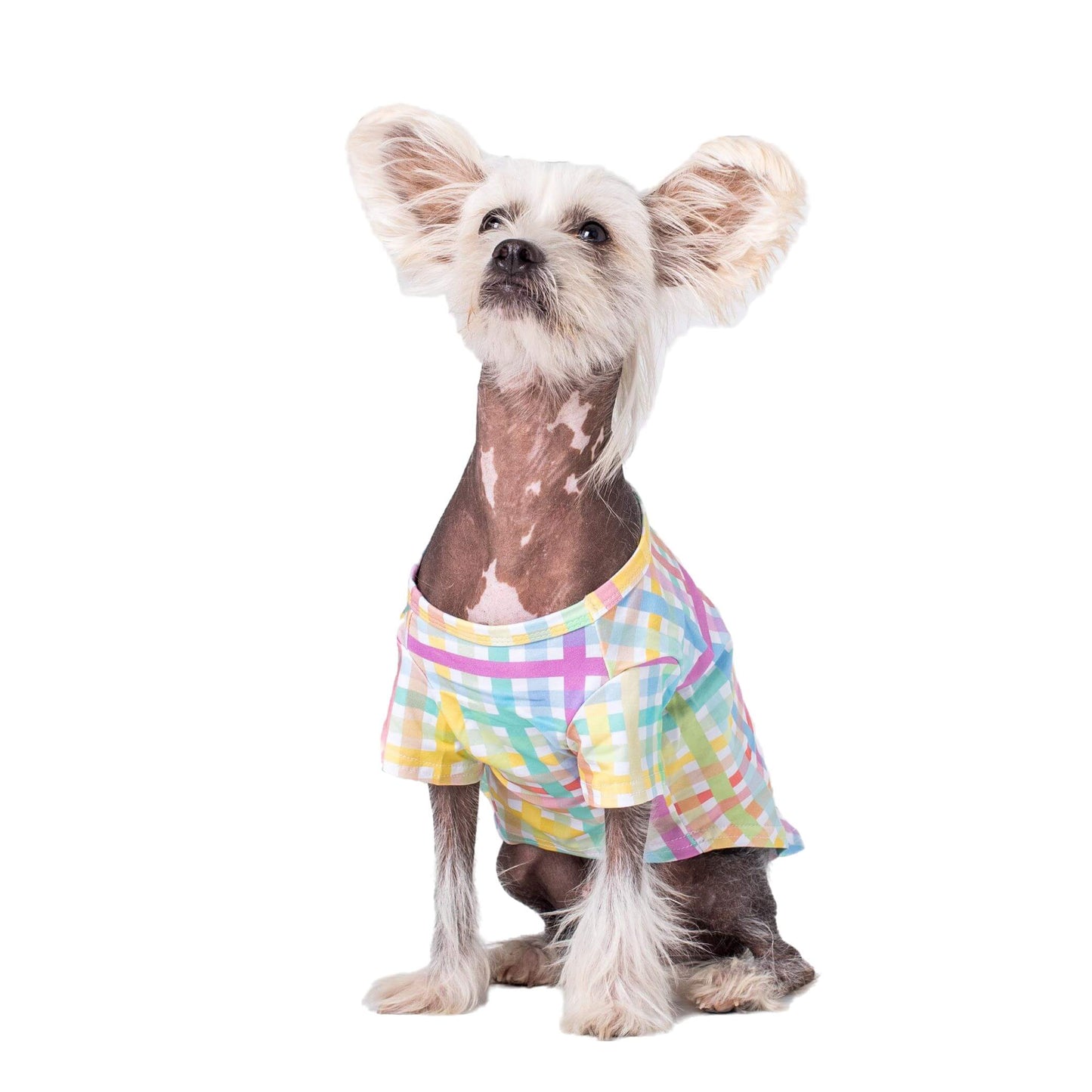 Chinese Crested dog wearing a vibrant Colour Me Gingham shirt by Vibrant Hound, showcasing the rainbow colors.
