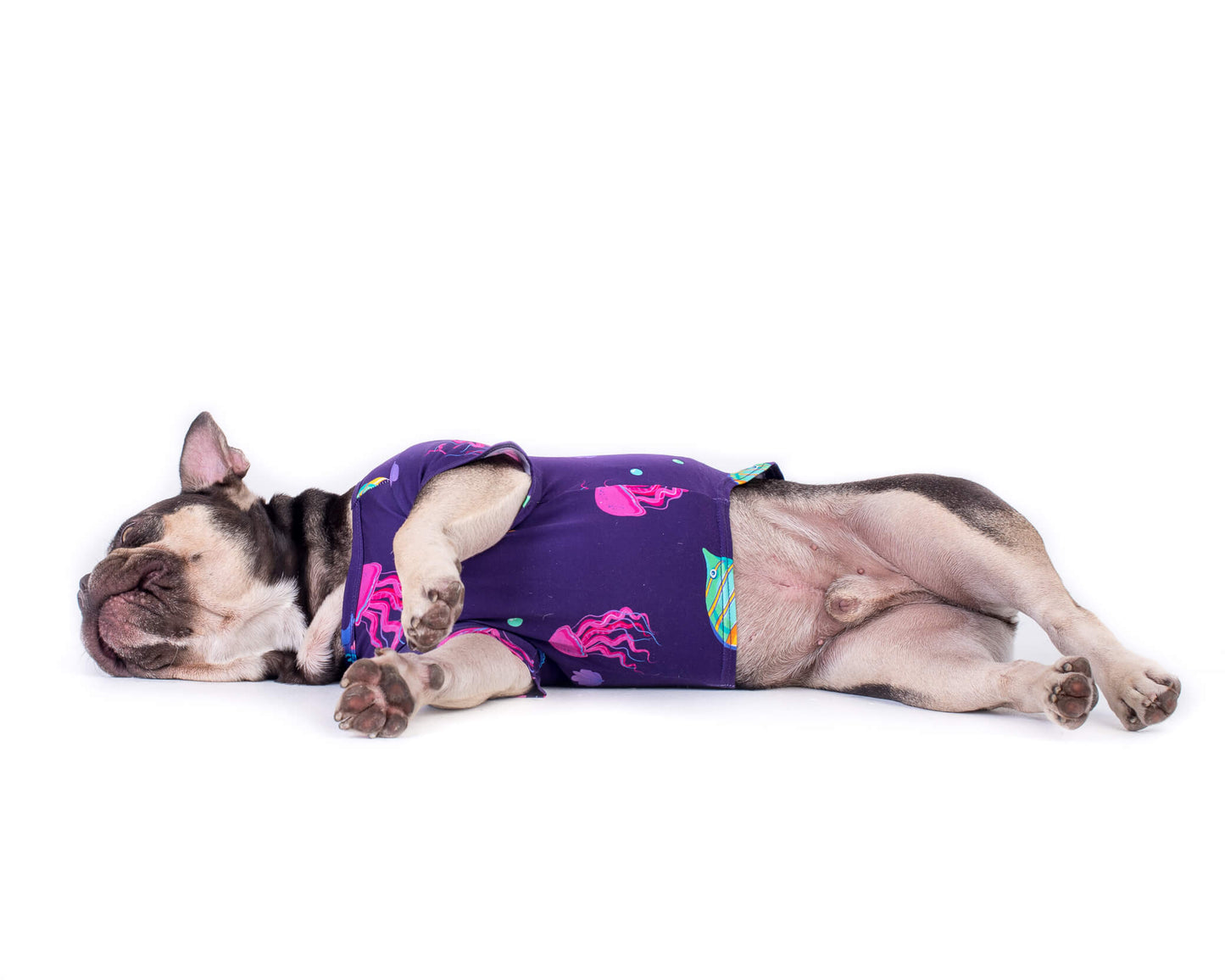 A chocolate and tan French Bulldog wearing the "Magic Sea" shirt by Vibrant Hound. The shirt is purple with vibrant tropical fish printed on it. The dog is lying down, showcasing the colorful design.