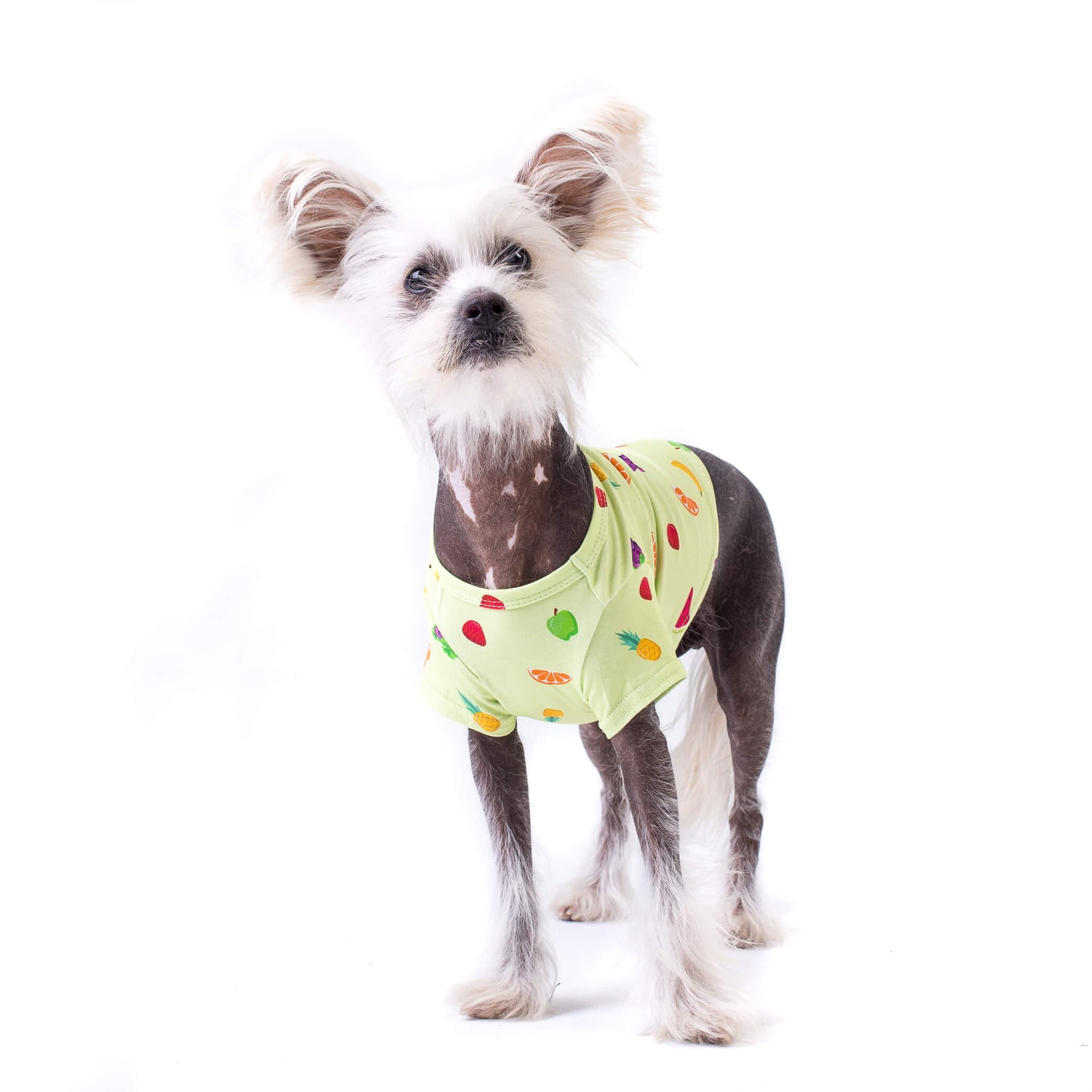 Chinese Crested wearing a feeling' Fruity vibrant hound dog shirt. It is lime green background and lots of tropical fruit printed on it.
