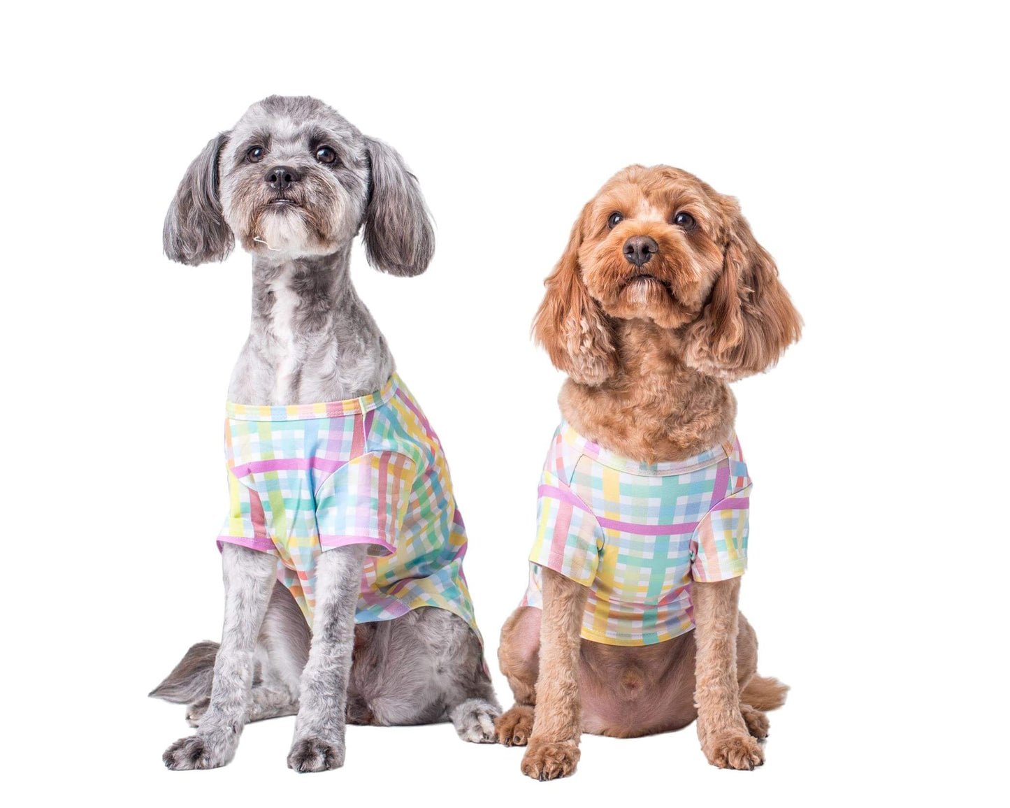 Two adorable Cavoodle dogs wearing Colour Me Gingham shirts for dogs by Vibrant Hound, featuring a vibrant rainbow color scheme - perfect dog shirts and clothing for dogs.