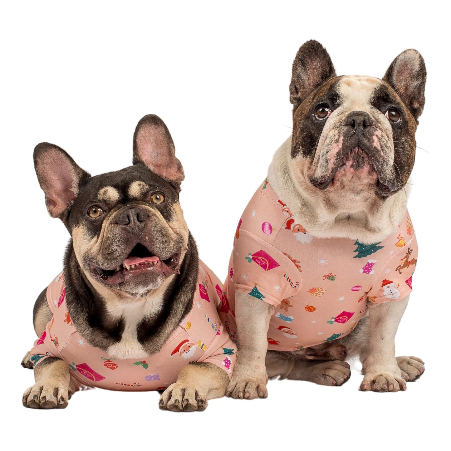 A Brindle French Bulldog and a Chocolate Tan French Bulldog wearing Vibrant Hound Dear Santa Christmas shirts. The shirts are peach with santa objects printed on it.