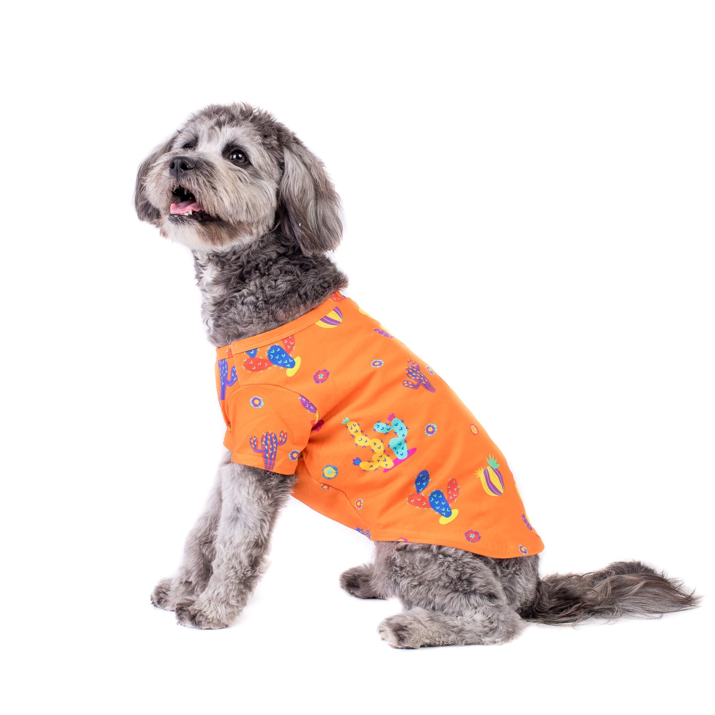 A Cavoodle wearing a Lil Prick dog shirt side profile