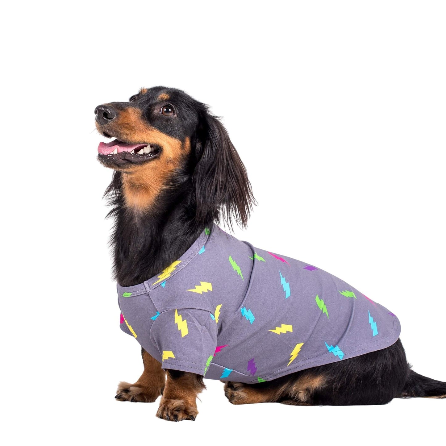 Daschshund standing side on. The dog is wearing an electric energy dog shirt created by Vibrant Hound.