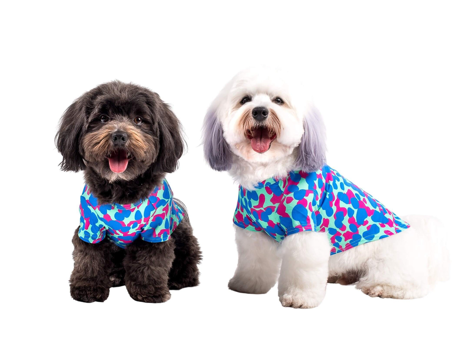 Two Havanese dogs standing front on to the camera. It is wearing a Painted on dog shirt made by Vibrant Hound. The print is pink and blue blobs.