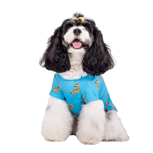 Rosie the cavoodle wearing Gerald the Giraffe dog pyjamas made by Vibrant Hound. The dog pyjammas are blue, with girrafes printed on them.