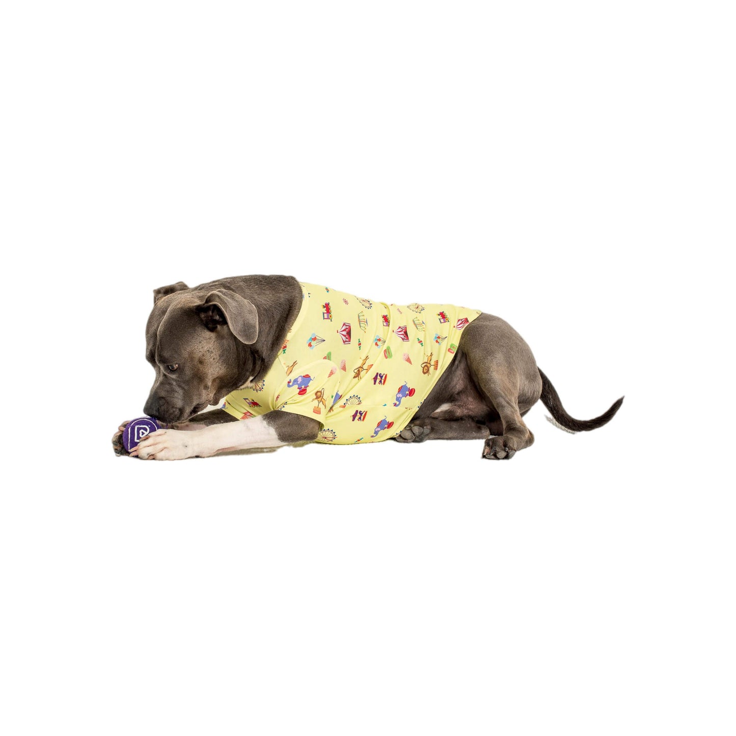 American Staffy laying down wearing Admit one dog shirt