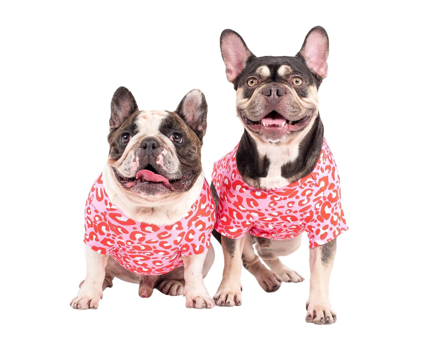 Chestersadventures_1 wearing Vibrant Hounds Fierve in Pink dog shirt. The shirt is a red and pink leopard print.