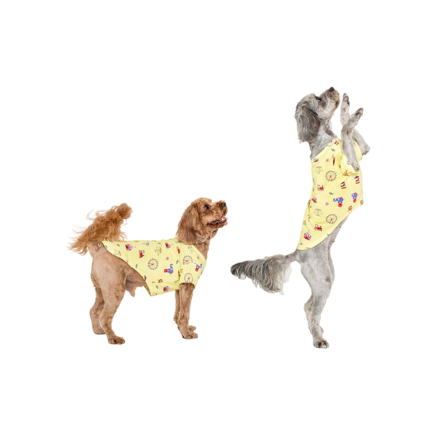Two Cavoodles standing on hind legs wearing a Vibrant Hound Admit one dog shirt. It has carnival theme printed on the dog clothing.
