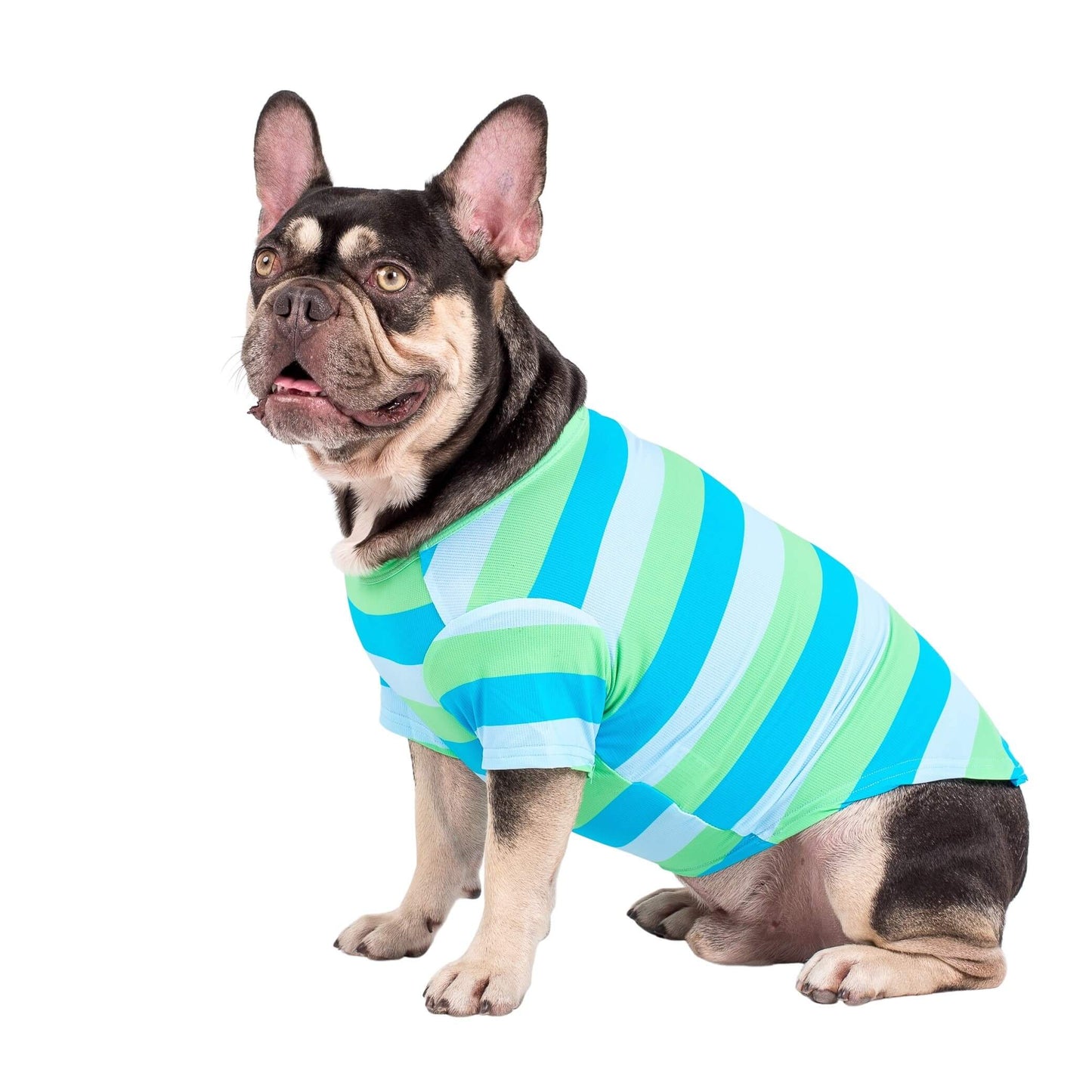 Side shot of a French Bulldog wearing Vibrant Hound's Seriously Stripey dog cooling shirt.
