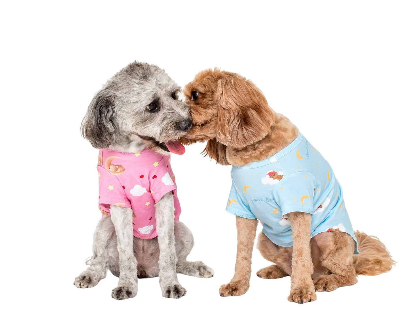 Two Cavoodles wearing Lil dreamer pink and blue dog Pyjamas.