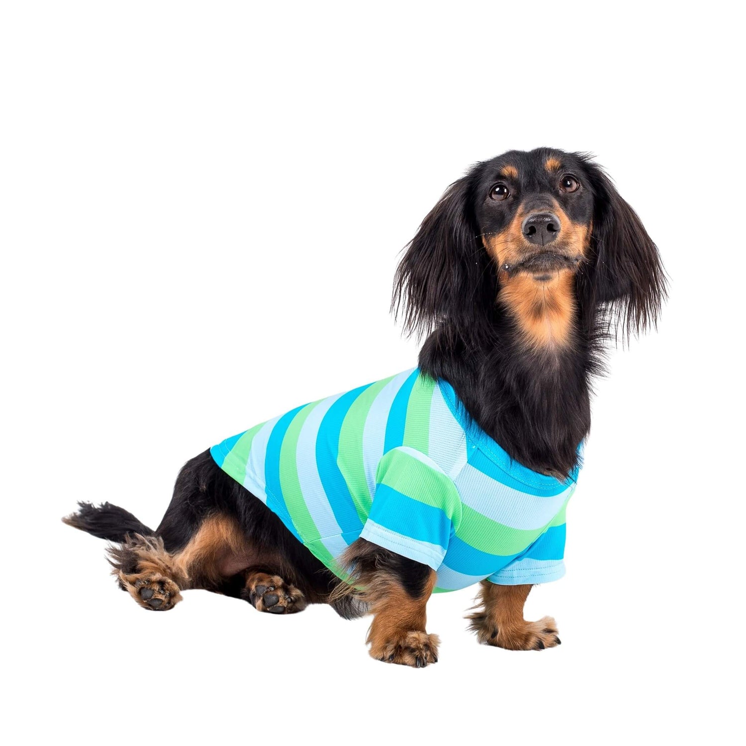 A dachshund wearing Vibrant Hounds Seriously Stripey dog cooling shirt.