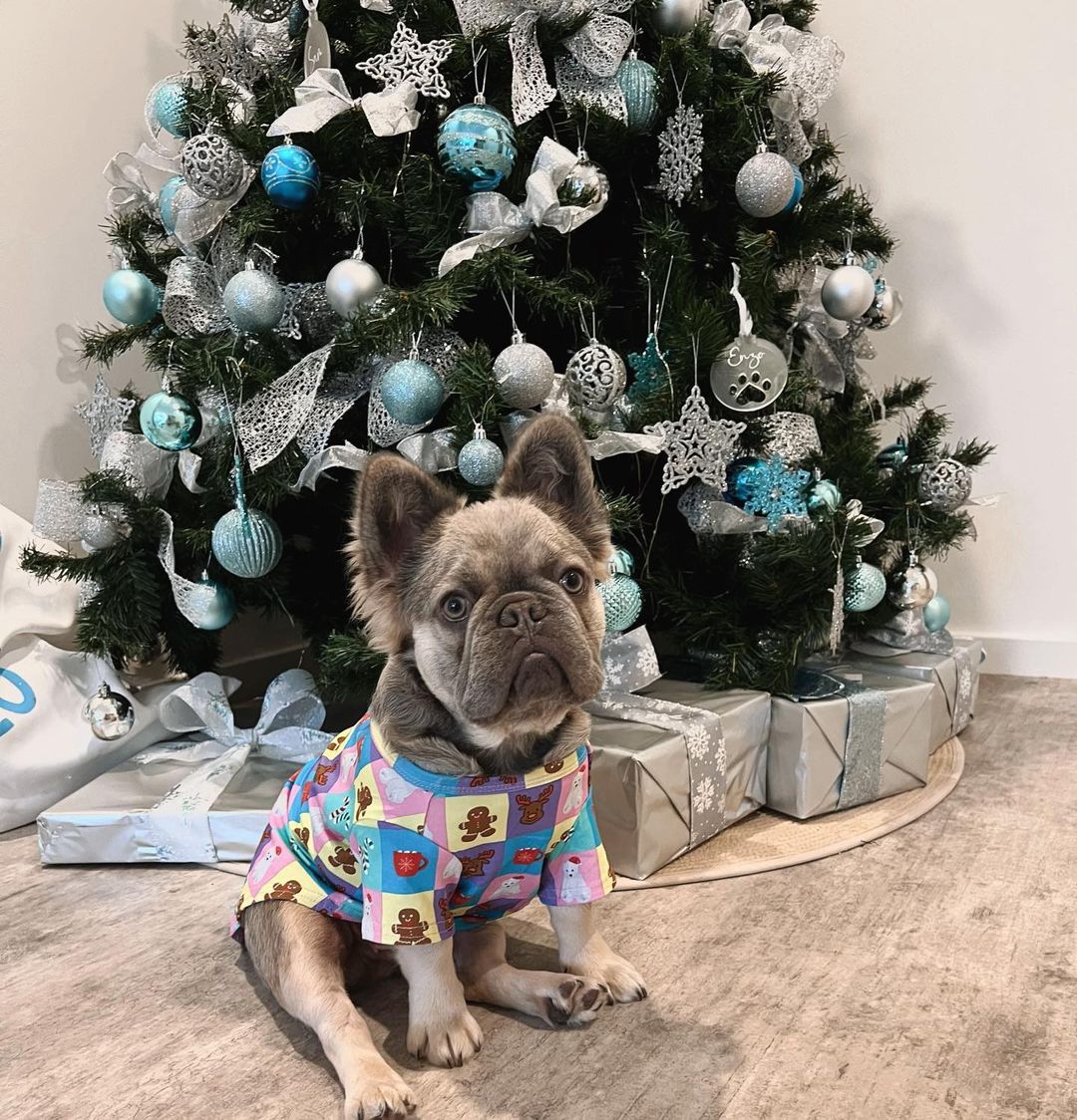Enzo the long haired French Bulldog wearing a Vibrant Hound Christmas Splash shirt while standing in front of a christmas tree.