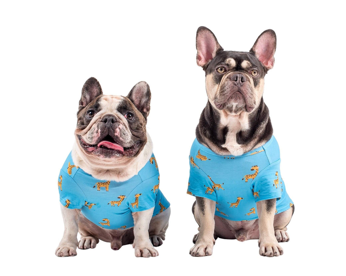 Two French Bulldogs wearing Vibrant Hound Gerald the Giraffe dog pyjamas