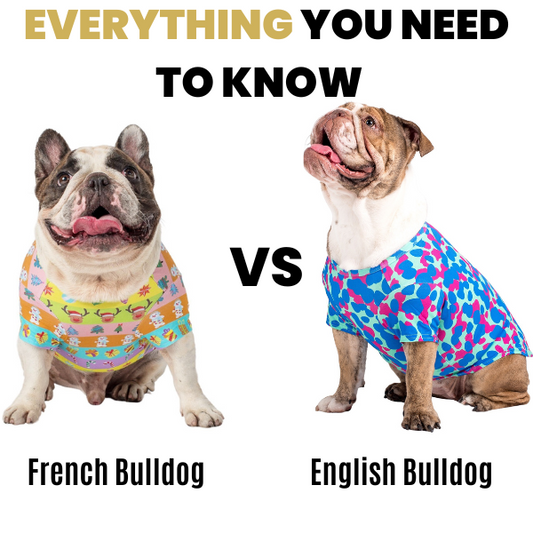French Bulldogs vs English Bulldog