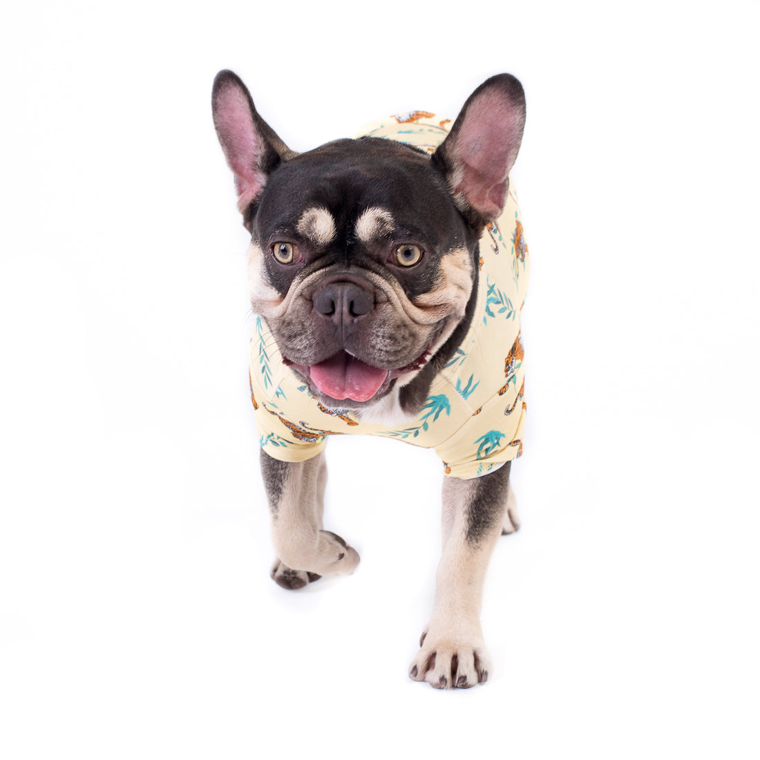 Should dogs wear dog clothing? Six reasons why they should.