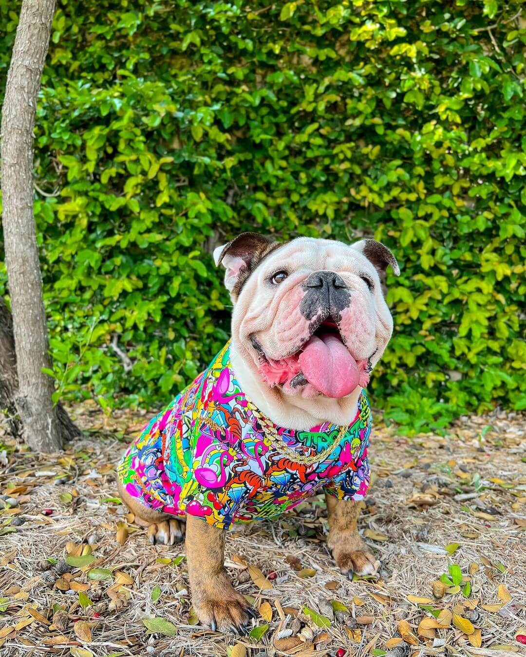 An English Bulldog wearing a gold chain and a  writting on the wall dog shirt by Vibrant Hound. It's a graffiti style print.