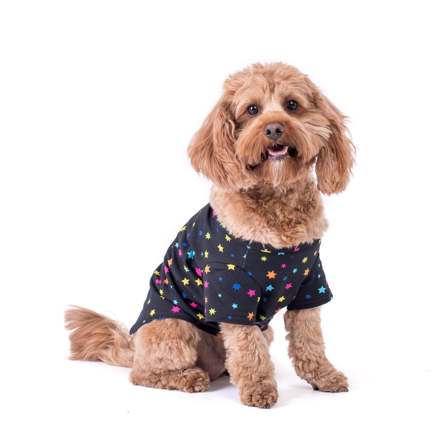 Cavoodle dog in our Star Gazer Dog Shirt - Captivating Cavoodle dog gazing forward in a black shirt with vibrant multi-colored stars - Illuminate your dog's style with the star fazer shirt - Shop now for trendy Dog Shirts and Clothing with Eye-Catching Designs.