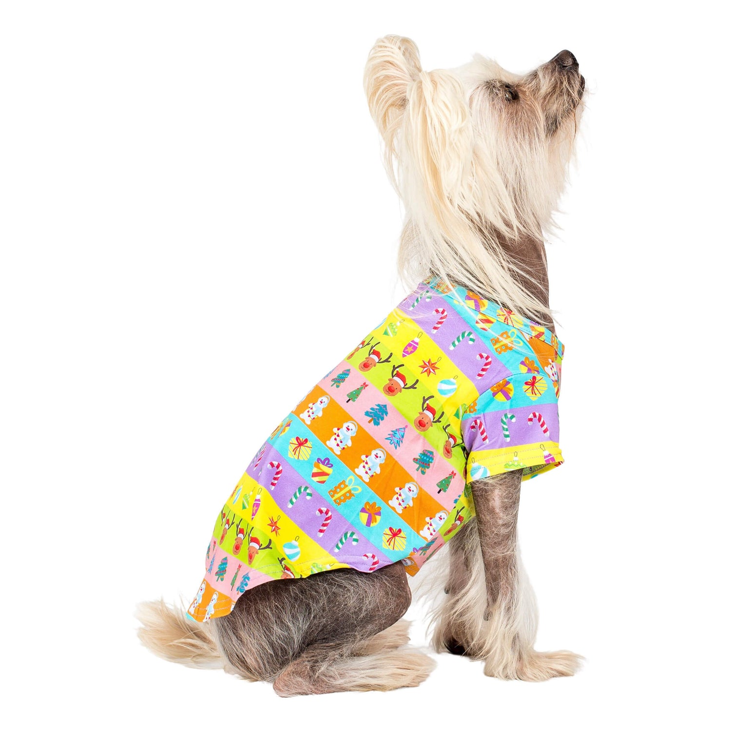 A Chinese Crested dog wearing VIbrant Hound's Electric Energy shirt for dogs. It is green, orange, pink, and purple stripes with reindeer, christmas trees, snowmen and christmas decorations printed on it.