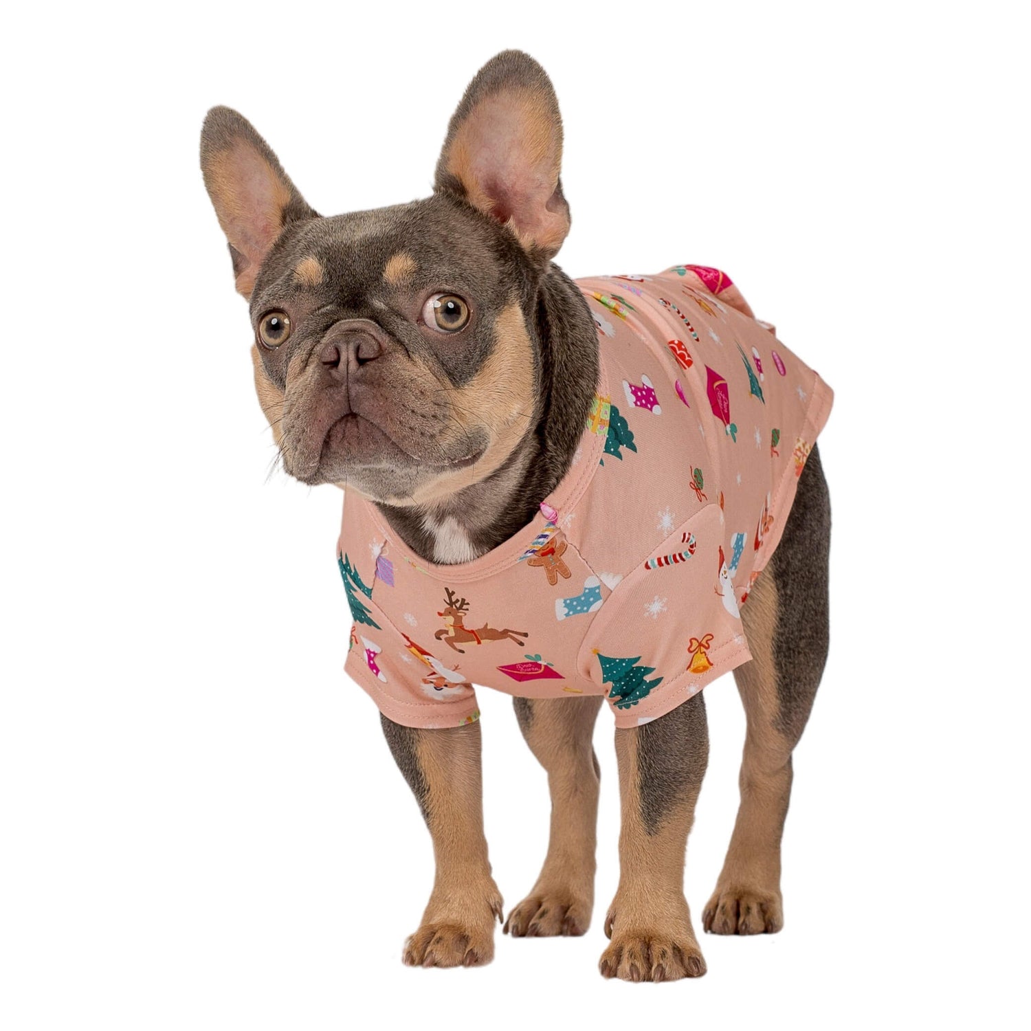 Wednesday, A lilac and tan French Bulldog wearing VIbrant Hounds Dear Santa dog shirt. The dog shirt is peach with Christmas Trees, reindeerm and Christmas presents printed on it.