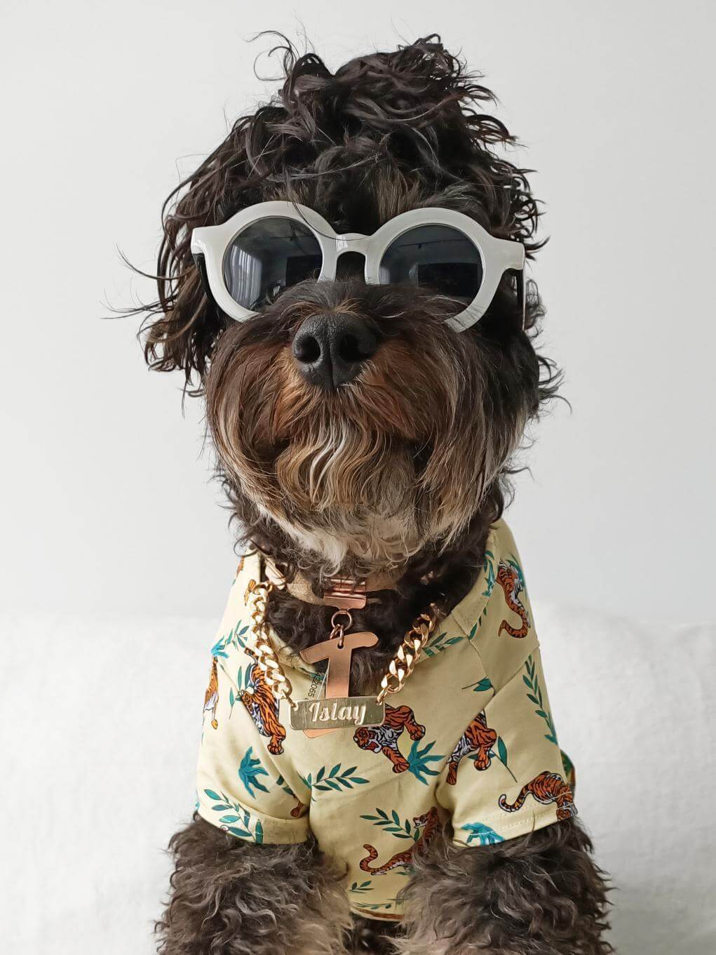 Dog wearing vibrant Hound dog apparel.