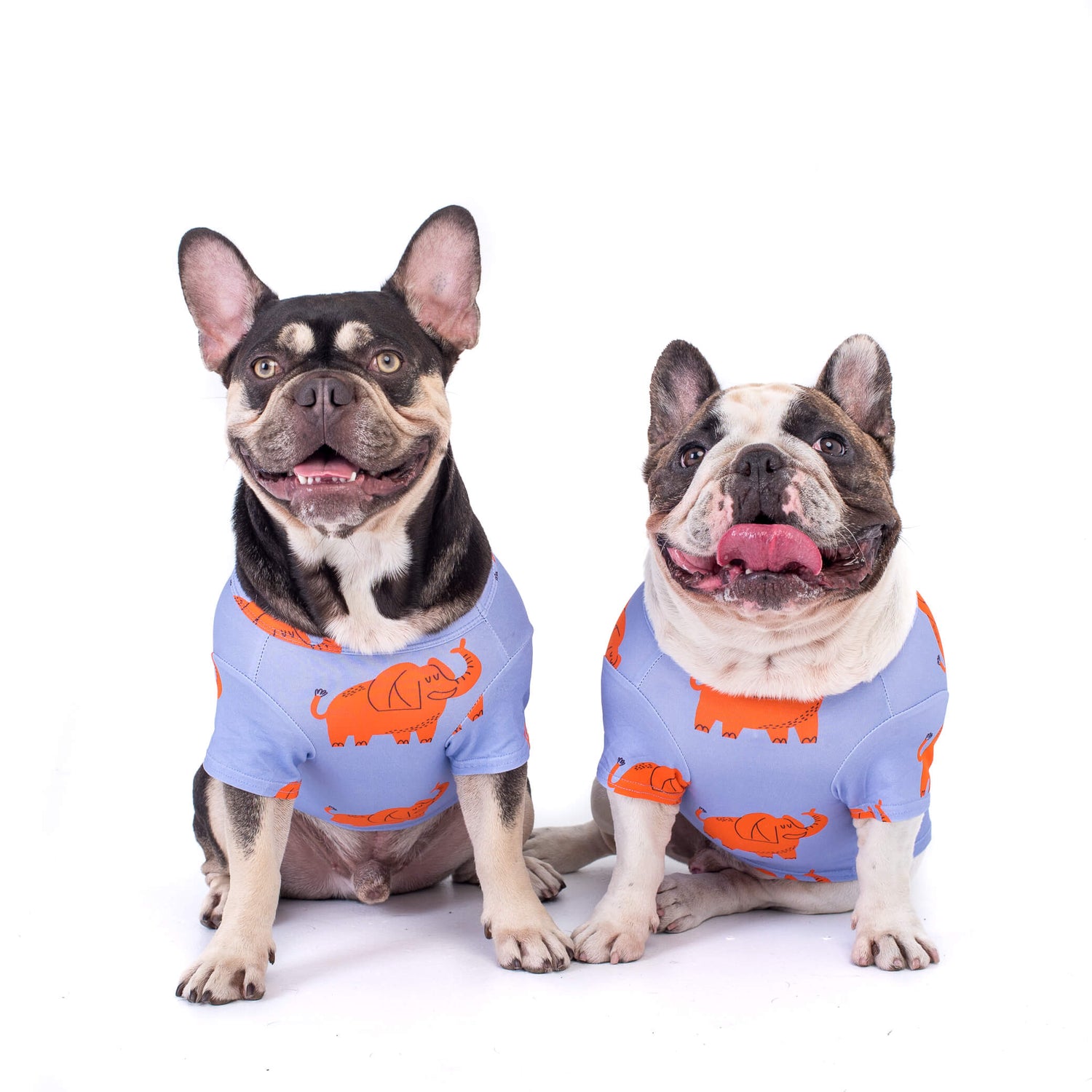One chocolate and tan and one Brindle pied French Bulldog wearing a lilac coloured shirt with bright orange elephants printed on it.