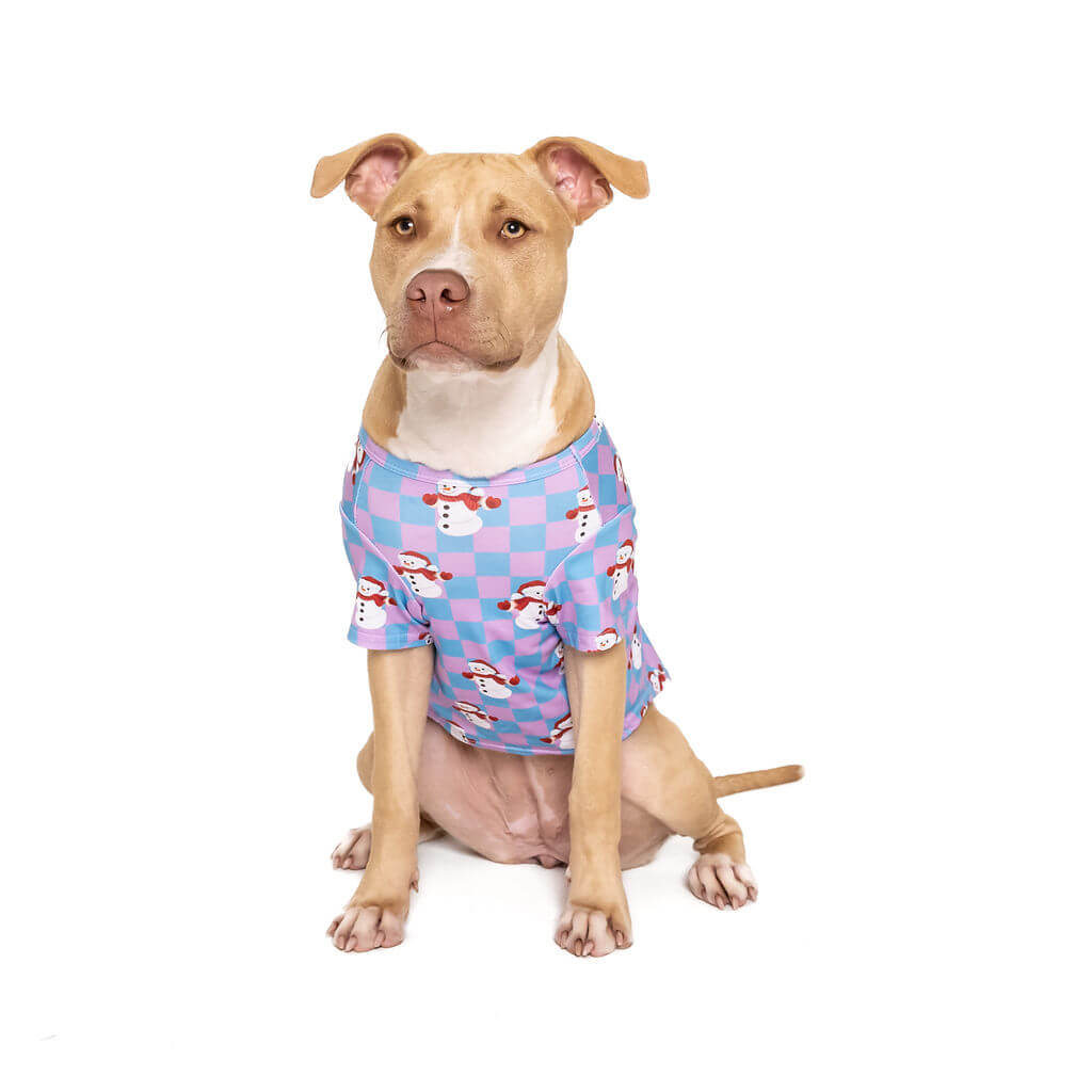 An American Staffy wearing a blue and pink pastel color Christmas shirt for dogs with snowmen printed on it.