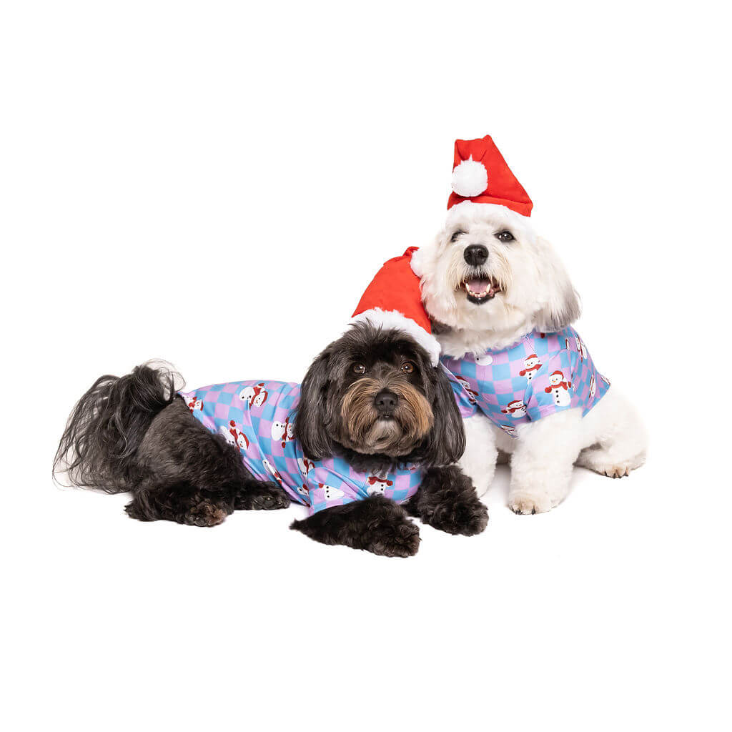 Two Havanese dogs wearing a blue and pink pastel color Christmas shirt for dogs with snowmen printed on it.