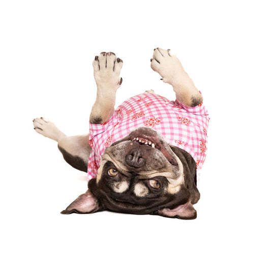 French Bulldog lying on its back wearing a pink gingham dog shirt with red ladybug print, looking playful and relaxed.