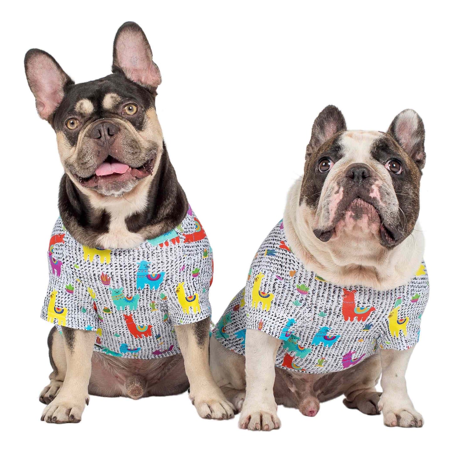 Two French Bulldogs standing front on wearing a shirt for dogs. The shirt is covered in bright coloured llamas printed on the front of it.