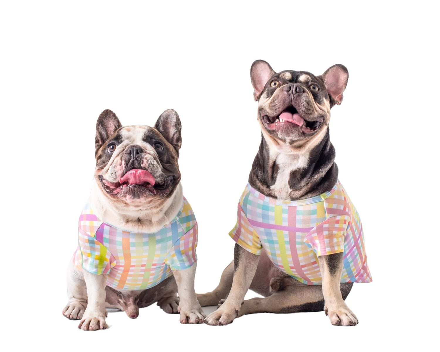 Two adorable French Bulldogs wearing Colour Me gingham shirt for dogs by Vibrant Hound - a vibrant rainbow-colored clothing for dogs.