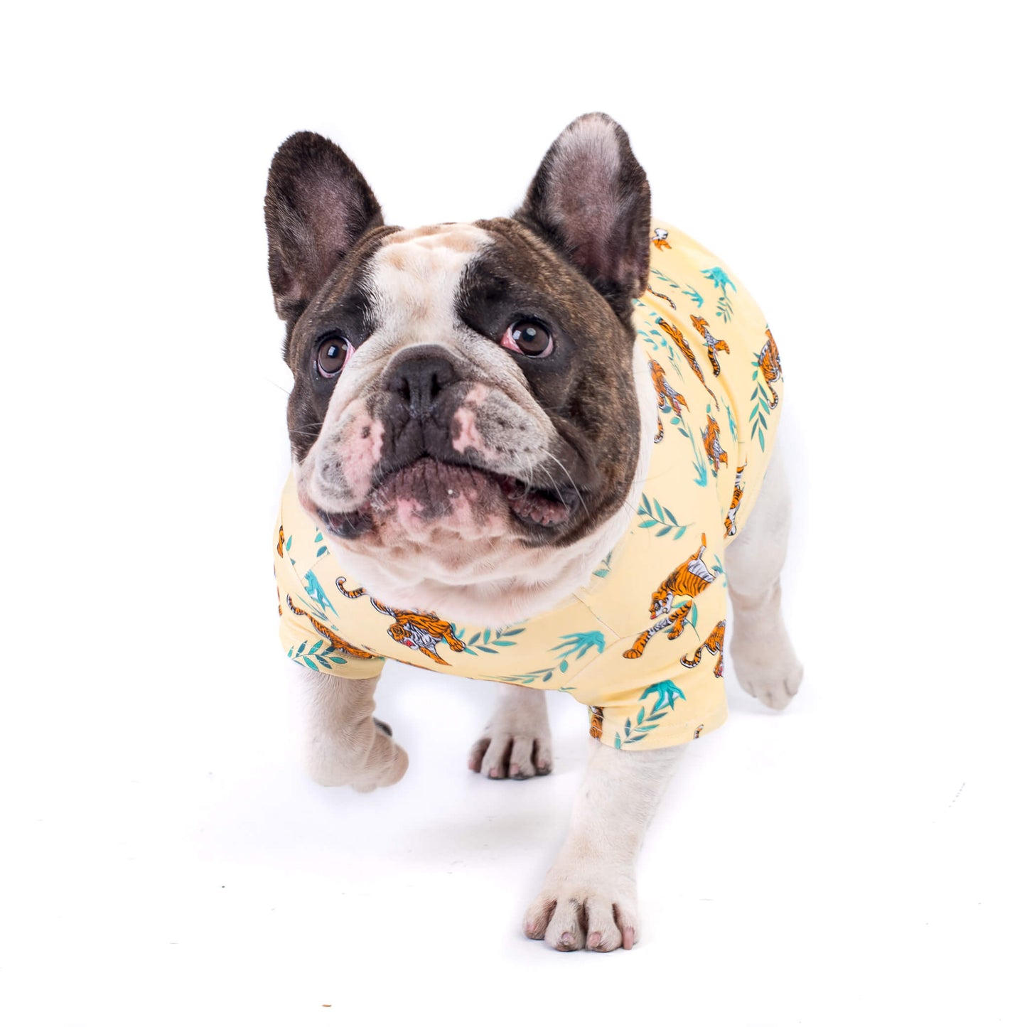 French bulldog in Wild Child dog shirt by Vibrant Hound, featuring yellow shirt with orange tiger prints
