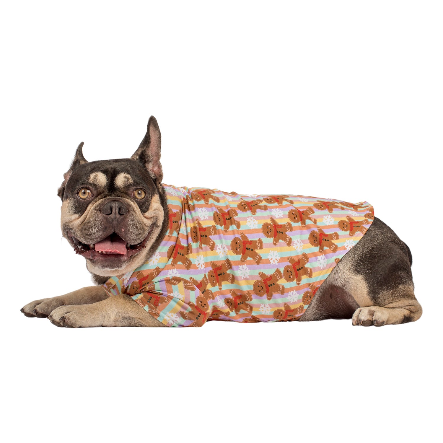 Fergus the French Bulldog Laying side on. He is wearing a Vibrant Hound Christmas shirt for dogs. It has rainbow vertical stripes with Christmas Gingerbread on it.