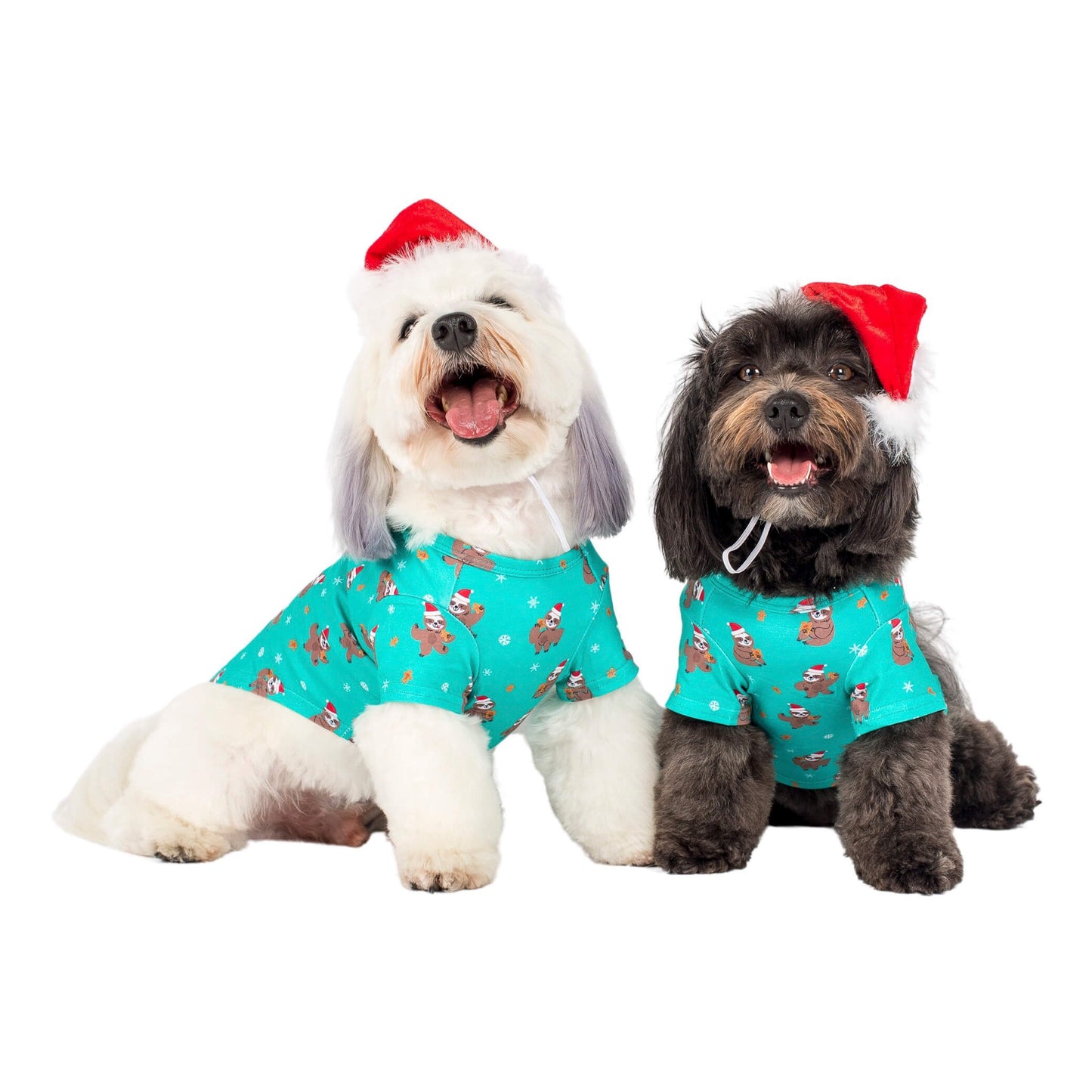 Cute Havanese Dogs in Festive Sloths Dog Shirts - Pair of Adorable Havanese Dogs Wearing Green Christmas Shirts with Sloths in Santa Hats - Double the Holiday Cheer with Matching Dog Clothing - Shop Now for Dog Shirts and Dog Clothing for Your Beloved Havanese Companions.