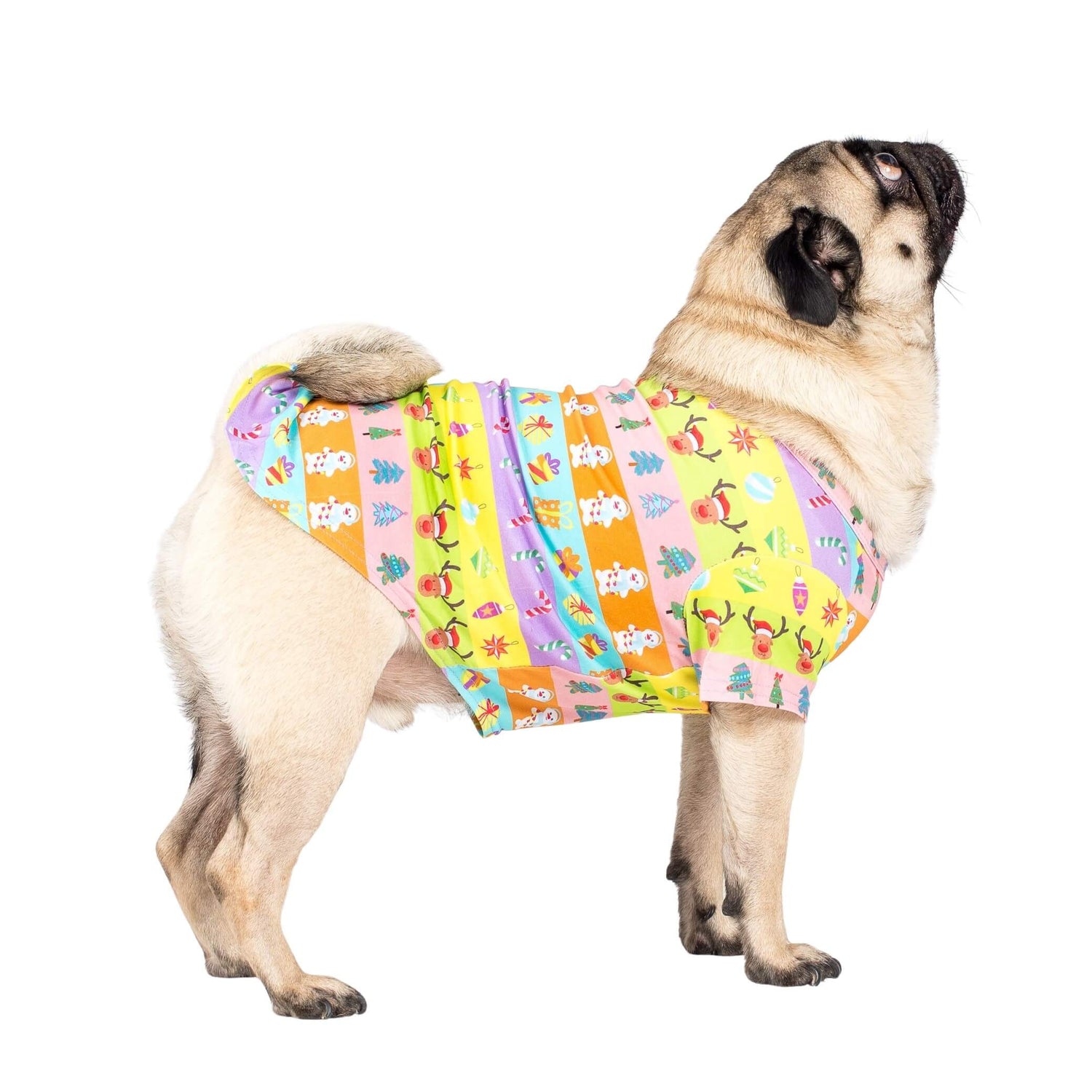 A pug wearing VIbrant Hound's Electric Energy shirt for dogs. It is green, orange, pink, and purple stripes with reindeer, christmas trees, snowmen and christmas decorations printed on it.