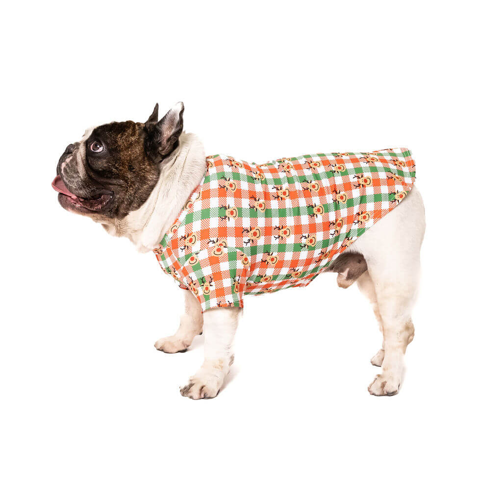 A Brindle Pied French bulldog standign side on wearing a Vibrant Hound Reindeer Christmas shirt for dogs. The shirt has green, red, and white cheekers with reindeer printed on it. 