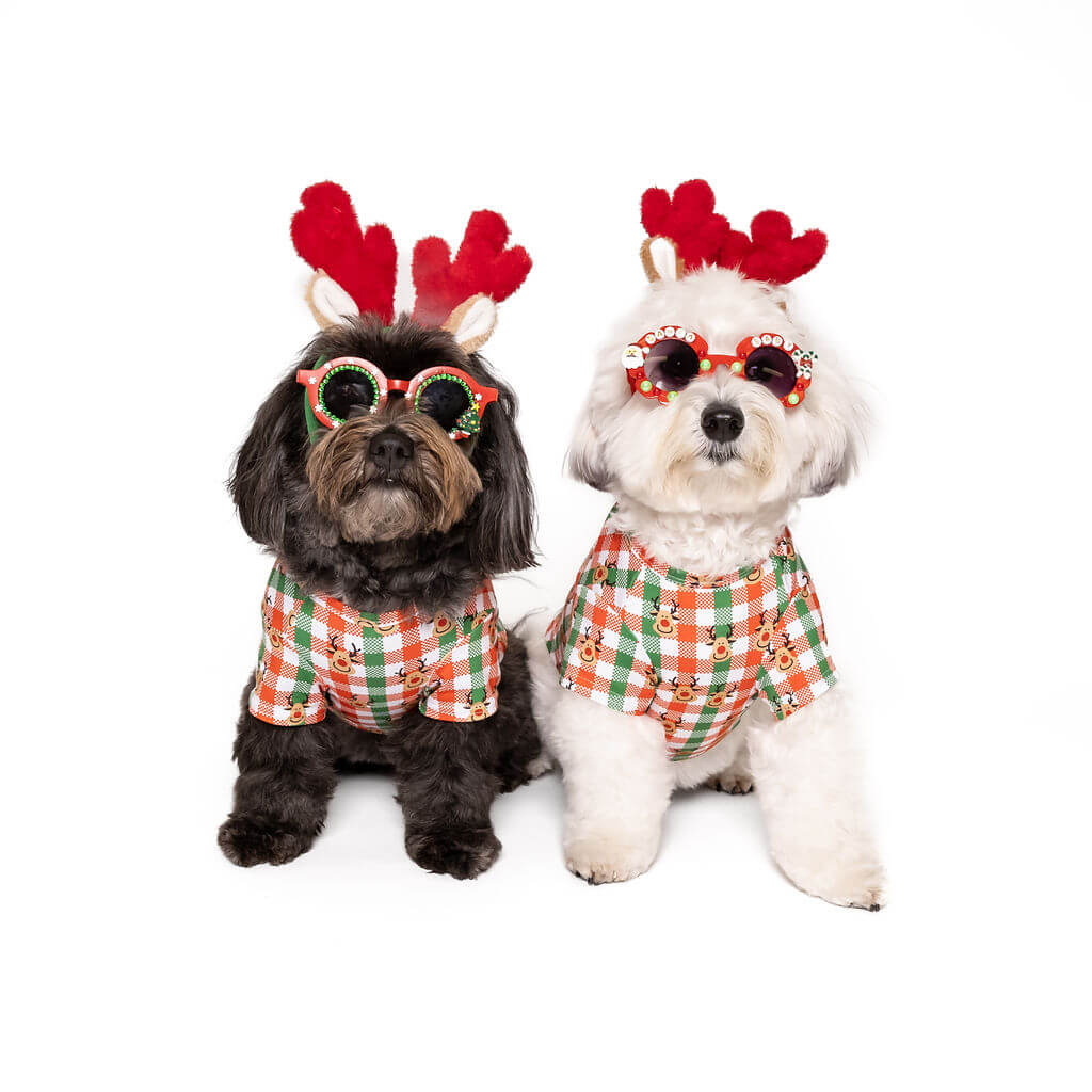 Two Havanse wearing reindeer antlers, sunglasses and a Vibrant Hound Reindeer Christmas shirt for dogs. The shirt has green, red, and white cheekers with reindeer printed on it. 