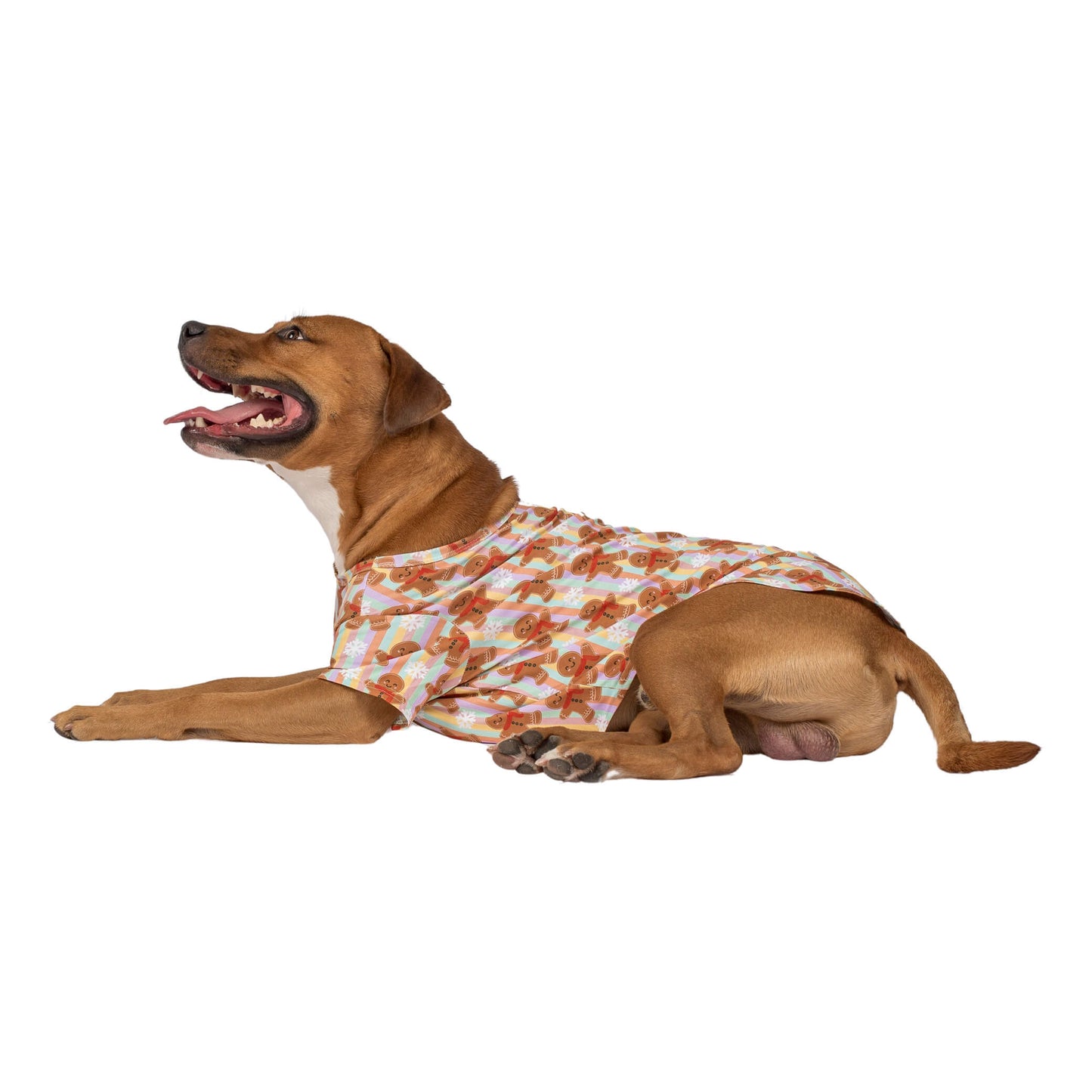 Arlo the Staffy laying down wearing VIbrant Hounds Gingerbread Cheer Christmas shirt for dogs. The shirt has vertical rainbow stripes with Gingerbread men printed on it. 