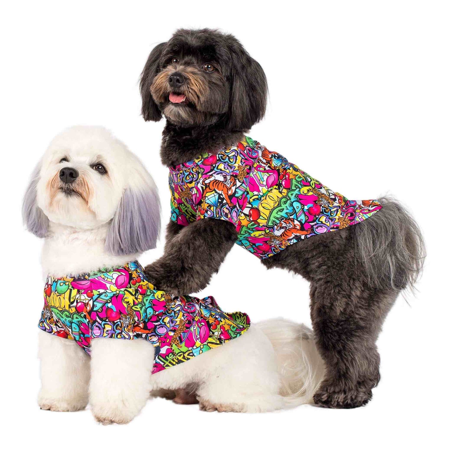 Two Havanese dogs standing beside each other. They are wearing Vibrant Hound's Writting on the wall shirt for dogs. It is covered in a bright coloured graffiti print featuring Skate boards, lions, tigets and flamingos.