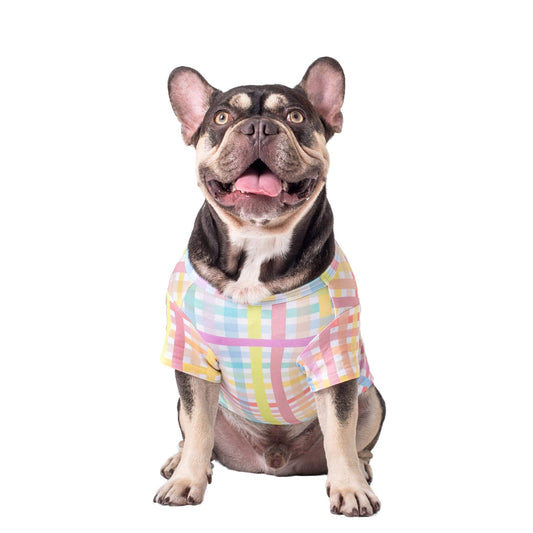 Chocolate and tan French Bulldog wearing a Vibrant Hound gingham dog shirt in rainbow colors.