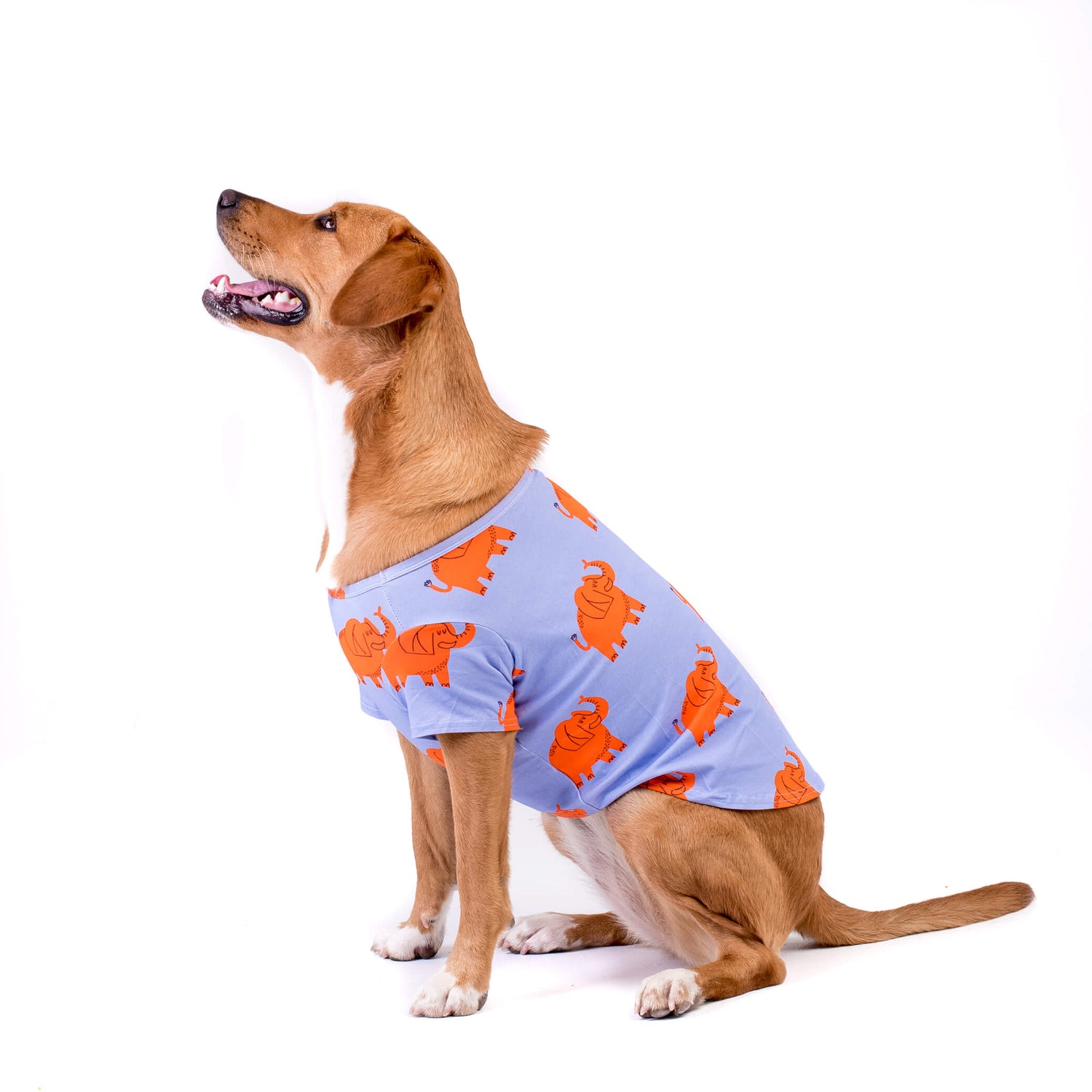 A Golden Retriever standing side onto the camera. It is wearing a Vibrant Hound Electric Elephant shirt for dogs. The shirt is lilac with Orange Elephants printed on it.